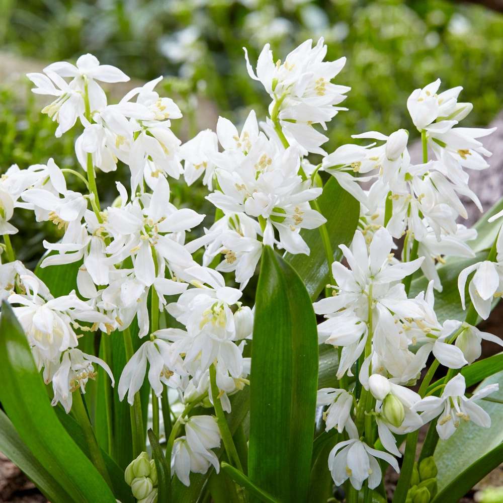 Puschkinia libanotica Alba (Porslinhyacint)